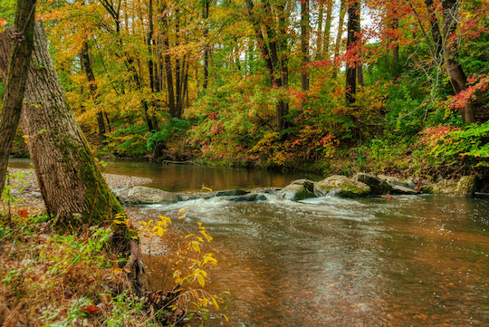 Read more about the article Photo of the Week: Autumn Stream