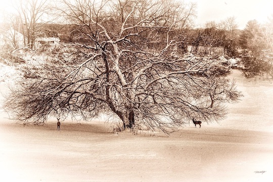 You are currently viewing Photo of the Week: Deerly Cold