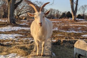 Read more about the article Concord dealing for goats