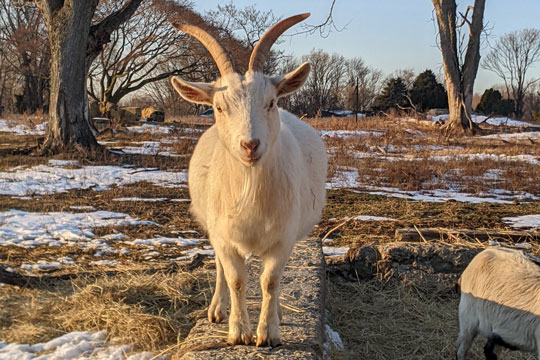 You are currently viewing Concord dealing for goats