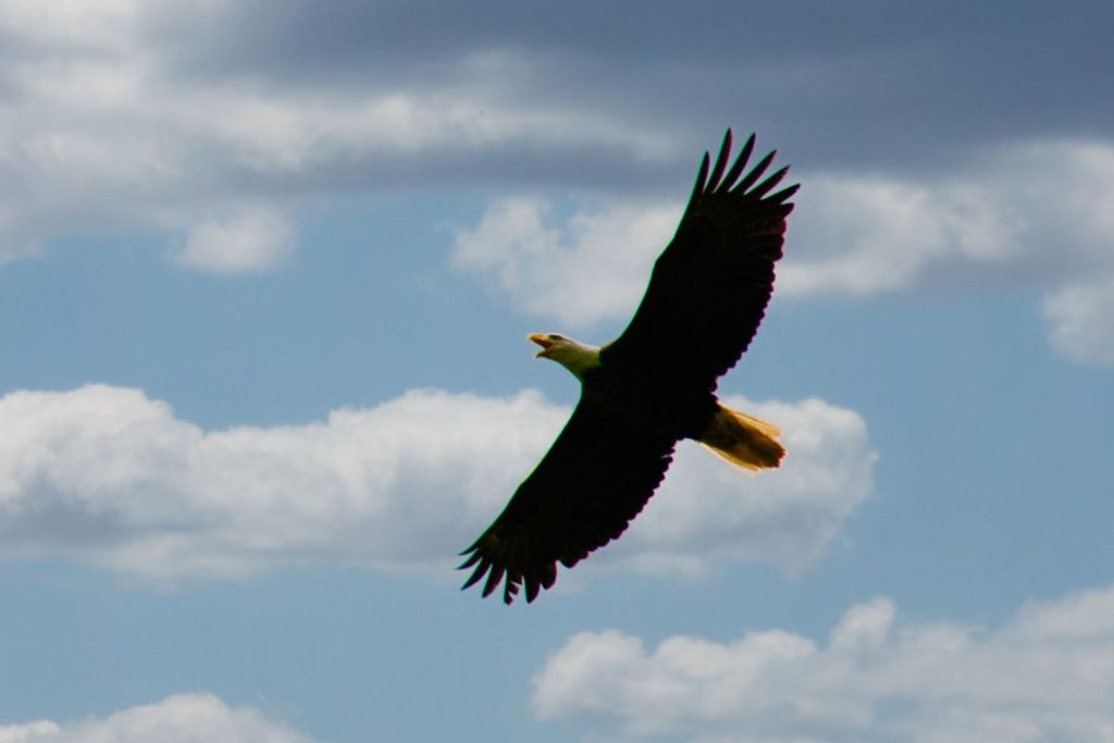 Read more about the article Bird flu kills eagle in E. Marlborough