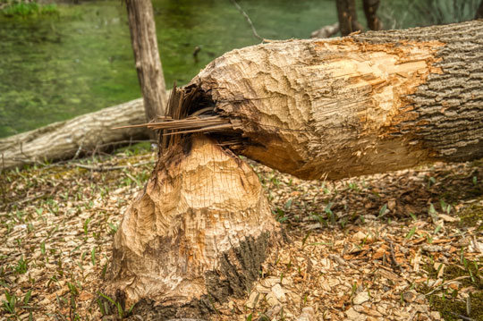 Read more about the article Photo of the Week: Leave it to Beaver