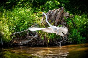 Read more about the article Photo of the Week: Egret Ascending