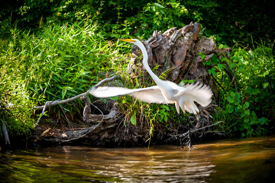 You are currently viewing Photo of the Week: Egret Ascending