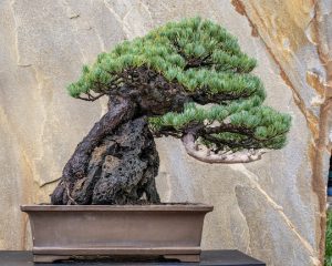 Read more about the article More bonsai at Longwood