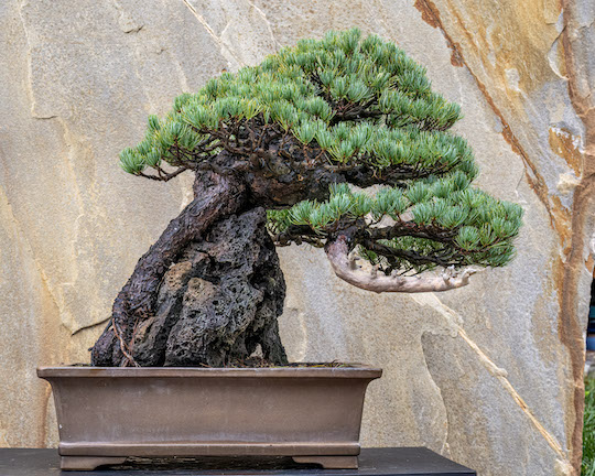 Read more about the article More bonsai at Longwood