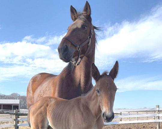 Read more about the article Live streaming birth of foals