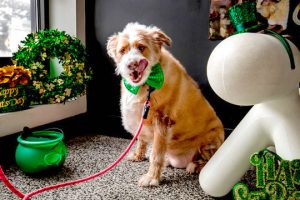 Read more about the article Adopt-a-Pet March 20