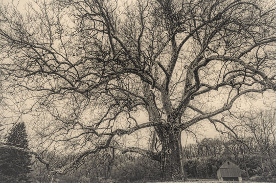 You are currently viewing Photo of the Week: Rooted in History