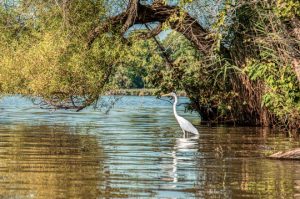 Read more about the article Photo of the Week: Egret Under Arch