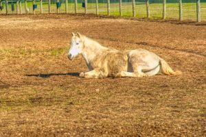 Read more about the article Photo of the Week: Lazy Day