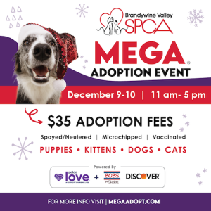 Read more about the article SPCA holiday adoption event