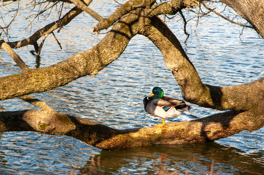 Read more about the article Photo of the Week: Duckin’ the Cold