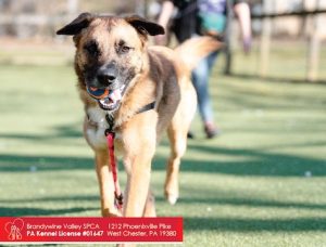 Read more about the article Adopt-a-Pet March 25