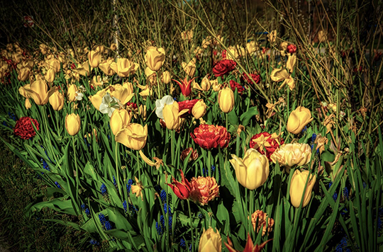 Read more about the article Photo of the Week: Spring
