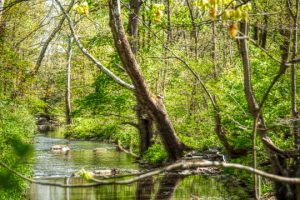 Read more about the article Photo of the Week: Spring Green