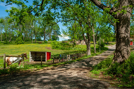 Read more about the article Photo of the week: A Country Lane