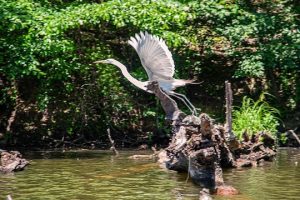 Read more about the article Photo of the Week: The Leap