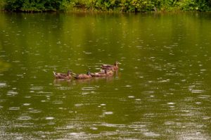 Read more about the article Photo of the Week: Ducking Raindrops