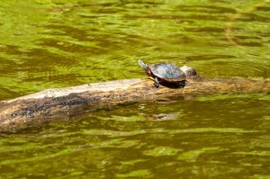 Read more about the article Photo of the Week: Basking in Solitude