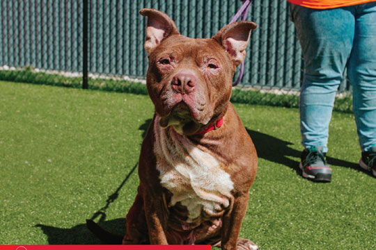You are currently viewing Adopt-a-Pet Aug. 19