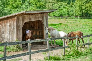 Read more about the article Photo of the Week: The Three Amigos