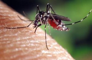 Read more about the article Mosquito spraying in Concord