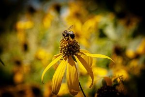 Read more about the article Photo of the Week: Busy in Yellow