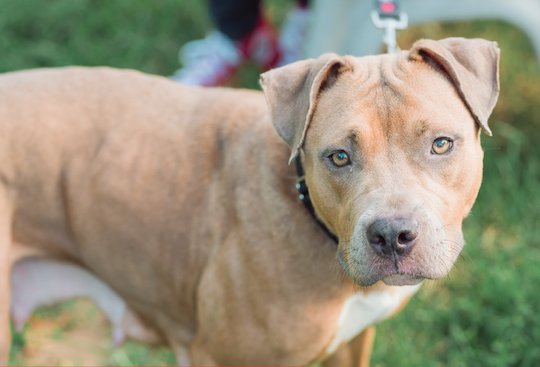 You are currently viewing Adopt-a-Pet Sept. 30