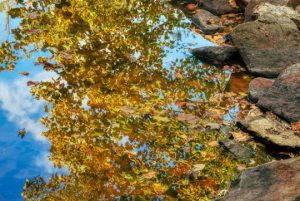 Read more about the article Photo of the Week: Autumn Abstract