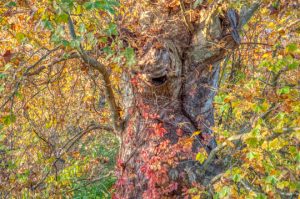 Read more about the article Photo of the Week: Happy Halloween