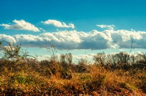 Read more about the article Photo of the Week: Cotton Sky