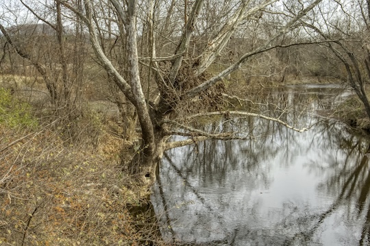 Read more about the article Photo of the Week: Tree Critters