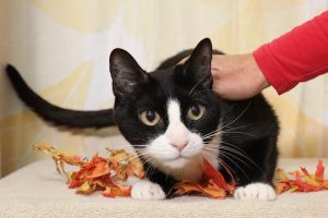 Read more about the article Adopt-a-Pet Nov. 4