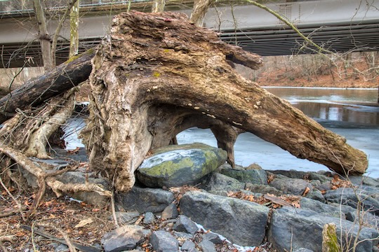 Read more about the article Photo of the Week: Rock Gobbler