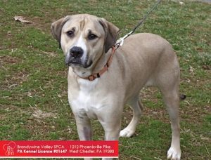 Read more about the article Adopt-a-Pet April 14