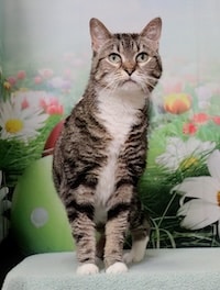 Chadds Ford Animal Hospital - Old Ridge Veterinary Hospital | Adopt-a-Pet April 7 Chadds Ford Animal Hospital - Old Ridge Veterinary Hospital | Adopt-a-Pet April 7