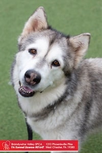 Chadds Ford Animal Hospital - Old Ridge Veterinary Hospital | Adopt-a-Pet April 7 Chadds Ford Animal Hospital - Old Ridge Veterinary Hospital | Adopt-a-Pet April 7