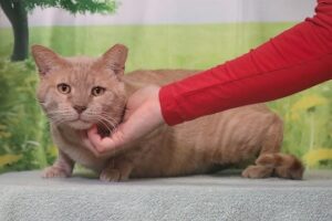 Read more about the article Adopt-a-Pet May 19