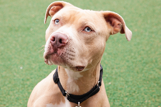 You are currently viewing Adopt-a-Pet May 26