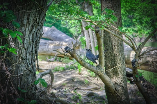 Read more about the article Photo of the Week: Catbird in Tree