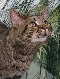 Chadds Ford Animal Hospital - Old Ridge Veterinary Hospital | Adopt-a-Pet June 16 Chadds Ford Animal Hospital - Old Ridge Veterinary Hospital | Adopt-a-Pet June 16