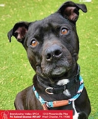 Chadds Ford Animal Hospital - Old Ridge Veterinary Hospital | Adopt-a-Pet June 16 Chadds Ford Animal Hospital - Old Ridge Veterinary Hospital | Adopt-a-Pet June 16