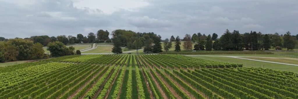 Read more about the article From Vine to Glass: Discover the Brandywine Valley Wine Trail