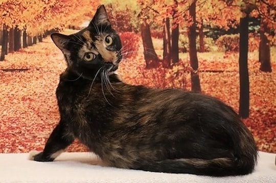Read more about the article Adopt-a-Pet Sept. 22