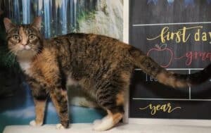 Read more about the article Adopt-a-Pet Sept. 8