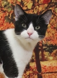 Chadds Ford Animal Hospital - Old Ridge Veterinary Hospital | Chadds Ford Adopt A Pet Oct 13