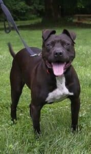 Chadds Ford Animal Hospital - Old Ridge Veterinary Hospital | Chadds Ford Adopt A Pet Oct 13