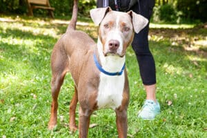 Read more about the article BVSPCA Adopt-a-Pet Oct. 27