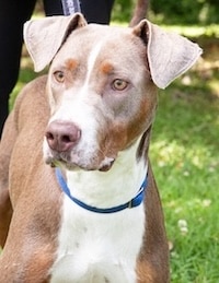 Chadds Ford Animal Hospital - Old Ridge Veterinary Hospital | BVSPCA Adopt-a-Pet Oct. 27